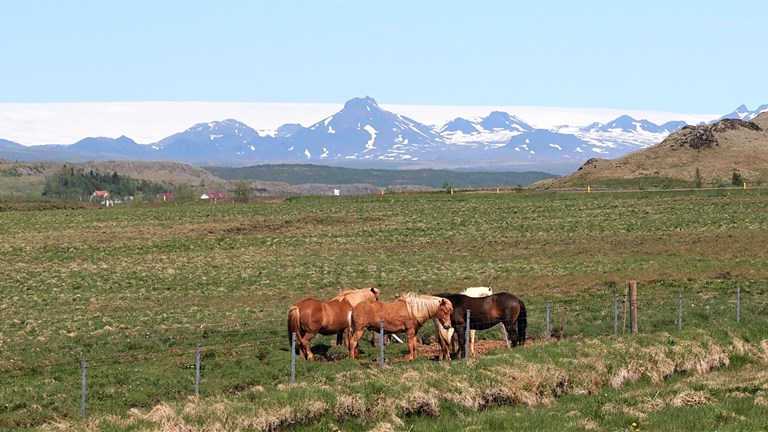 Sumarið lítur vel út