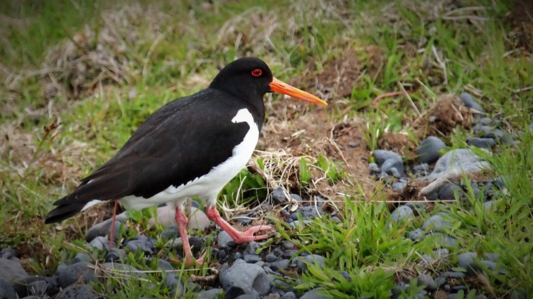 Gleðilegt sumar - Hlökkum til að sjá ykkur