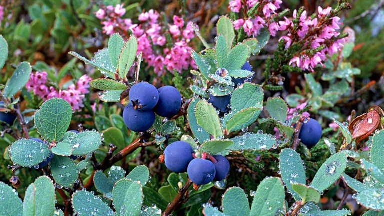 Framkvæmdasjóður ferðamannastaða auglýsir eftir umsóknum fyrir árið 2025